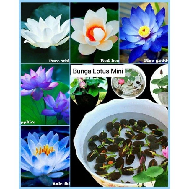 [COD] Nymphaea -  ( 10 Butir ) Benih Lotus Seroja ( Nelumbo Nucifera)