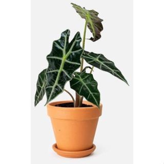 PROMO - TANAMAN HIAS ALOCASIA AMAZON - AIR MATA BUNDA