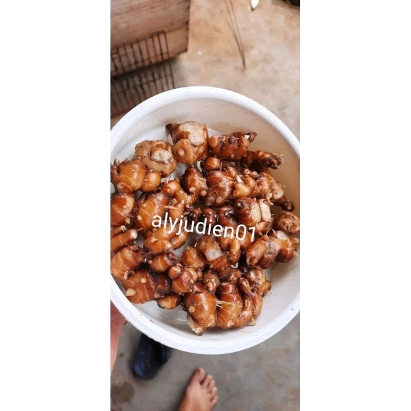 

kencur/cikur segar isi 100 gram