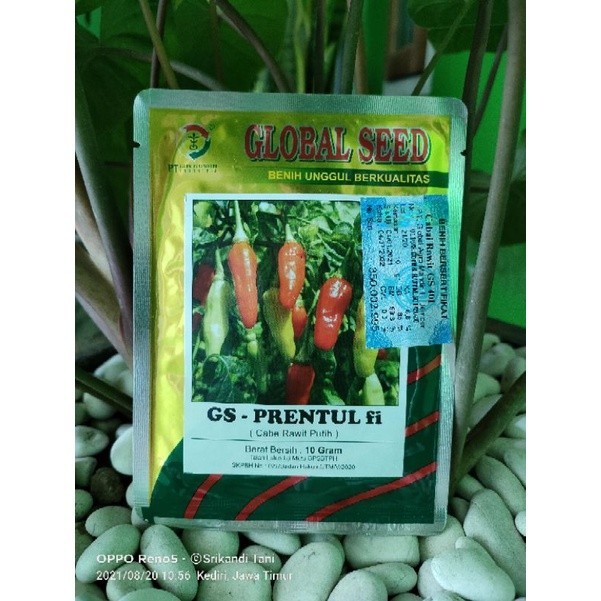 Cabe Gs Prentul Fi Kemasan 10gr Original Pabrik Global Seed Buah Lebat