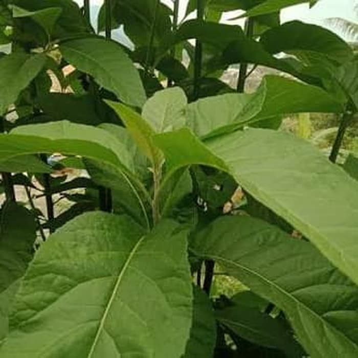 

Daun sambung nyawa obat kanker