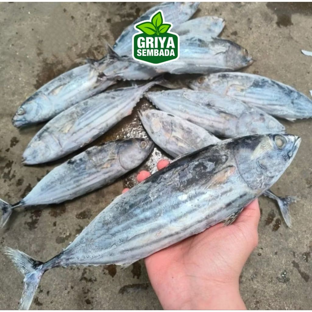 

Ikan Cakalang 500gr Griya Sembada