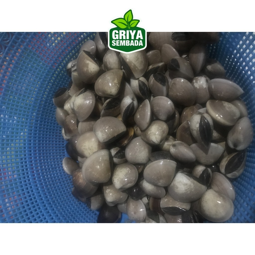 

Kerang Tahu Segar Griya Sembada