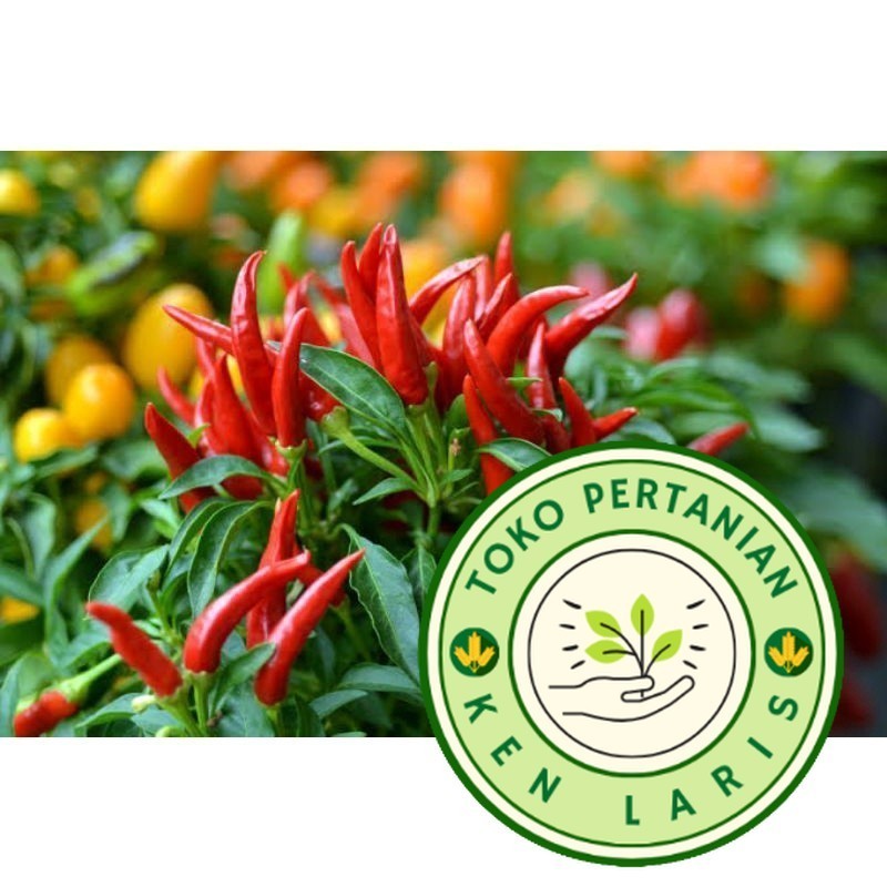 READY RIPACK ISI 25 BIJI Benih Cabe Hiyung, Cabe super pedas asal Kalimantan Selatan yg katanya 17 k