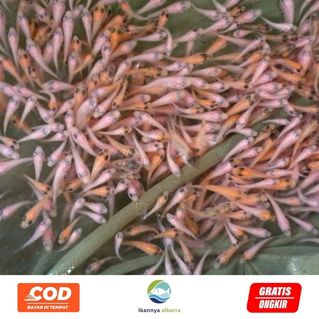 Hobi Bibit  Nila Merah Isi 50 Ekor | Bibit  Nila Merah