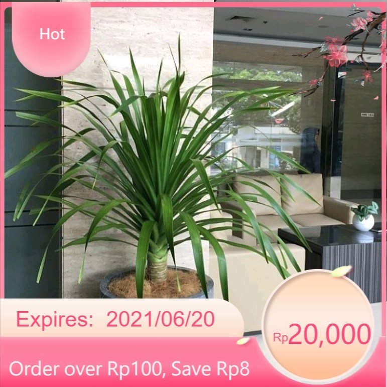 ( BISA COD) Tanaman Hias Pandan Bali Tanaman Pohon Pandan Bali / Tanaman Indoor Outdoor Pandan Bali 
