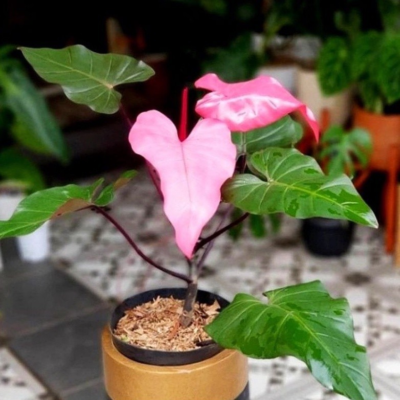 ( BISA COD ) PROMO Philodendroon Dark Lord Pink Dewasa - Tanaman Hias Philo Daklord Pink / Bunga Hia
