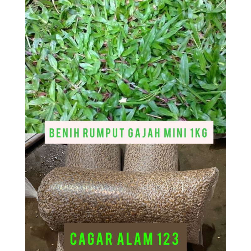 benih rumput gajah mini/bibit gajah mini 1kg