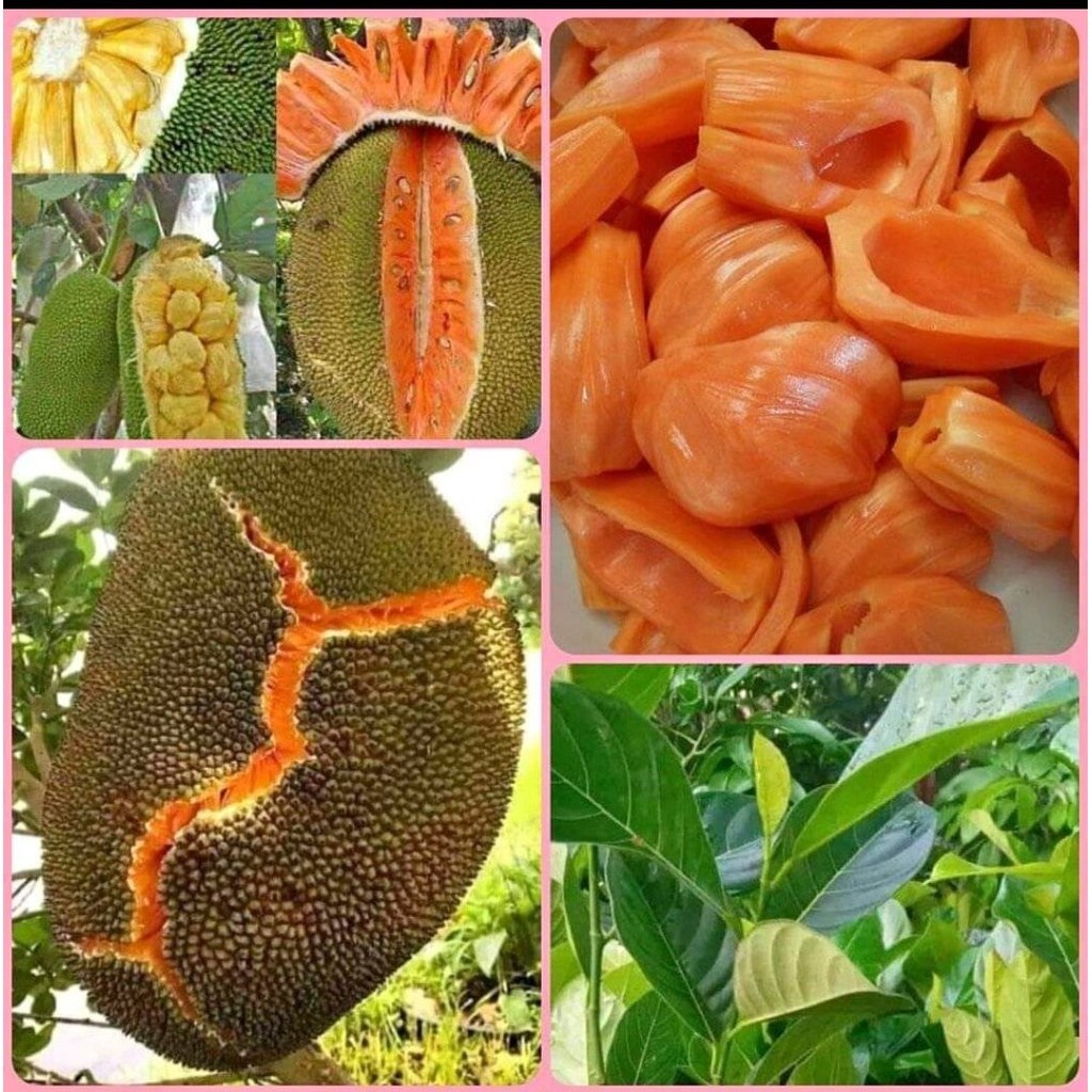 BIBIT NANGKA MADU MERAH SUPER JUMBO OKULASI CEPAT BERBUAH COCOK DI POT CEPAT BERBUAH
