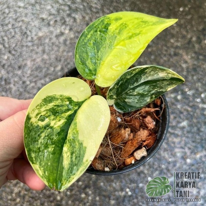 Tanaman hias scindapsus jade satin varigata - Jade satin varigata - DAUN 1