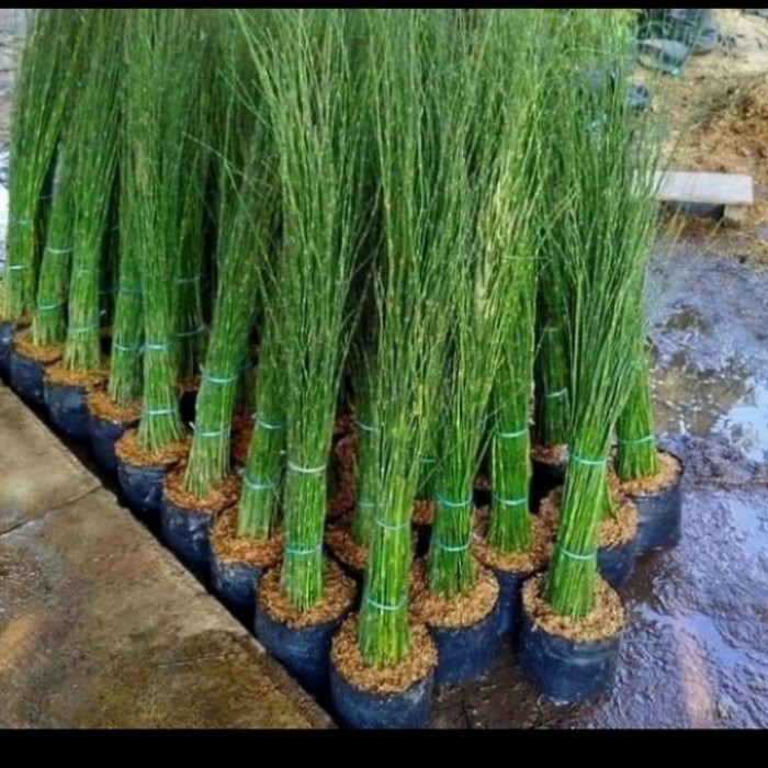 tanaman bambu air mancur