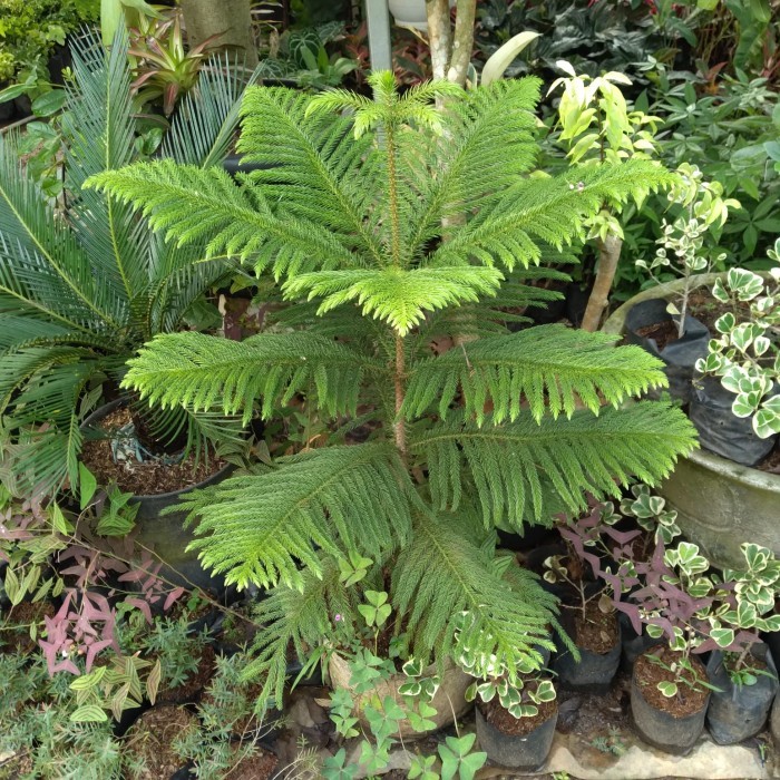 Tanaman hias Cemara Norfolk Tinggi 1 meter - Pohon Cemara Norfolk