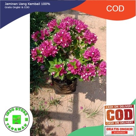 Bougenville Singapura bonsai (COD)