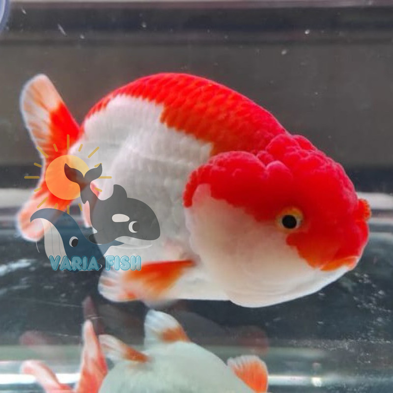 hiasan aquarium bigsale RANCHU 6-8cm rw dekorasi kolam