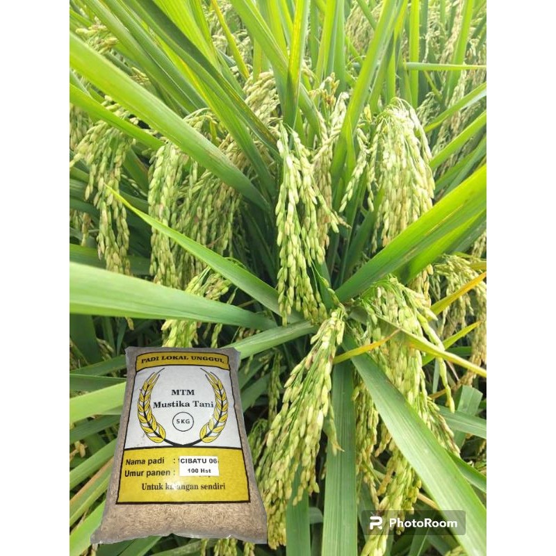 benih padi cibatu 06 5kg