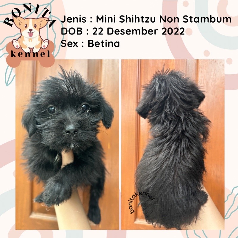 Anakan Anjing Shihtzu Non Stambum Shitsu