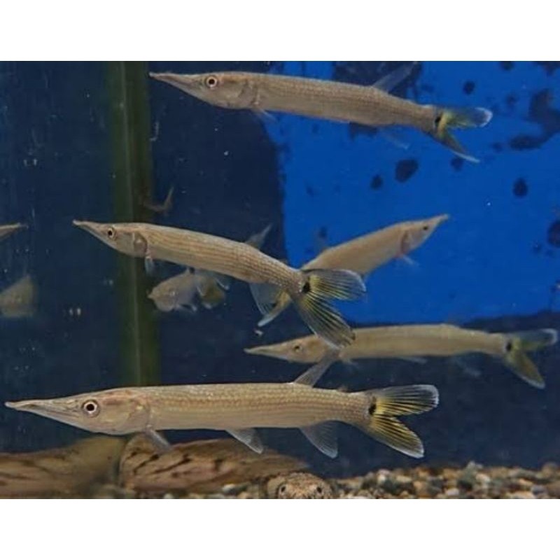 hiasan akuarium hujeta gar fish