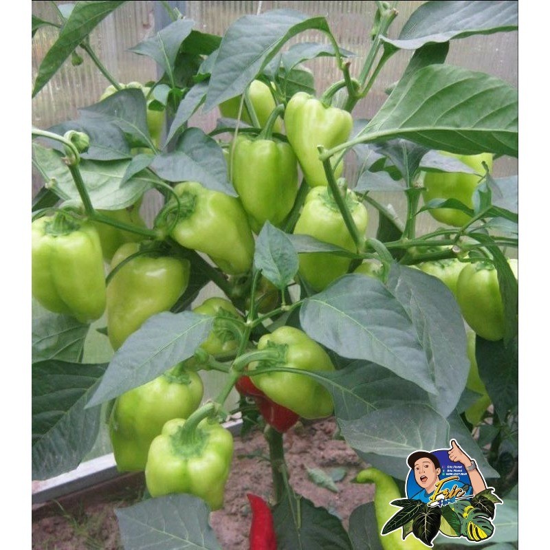 

Tanaman Cabe paprika - Cabai Gendot - lombok terpedas di dunia