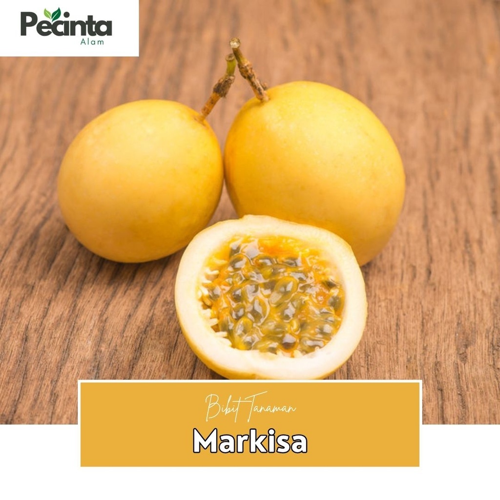 Bibit Markisa Kuning Manis Super Legit
