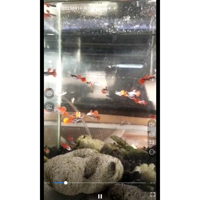 

stiker anomali Guppy+prt+sepasang+gupi+dewasa