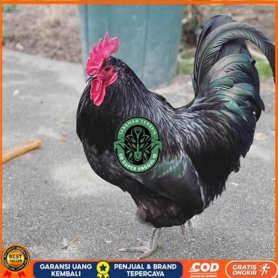 

Telur ayam black australorp fertil siap ditetaskan UD_SUPER_UNGGUL_ID