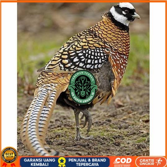 

Telur ayam hias ringneck reeves pheasant fertil siap ditetaskan UD_SUPER_UNGGUL_ID