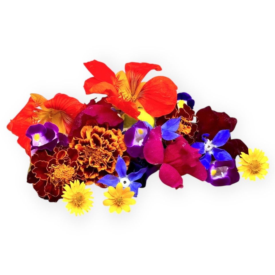 

New EDIBLE FLOWER MIX 40 gr – Fresh Edible Flower – Bunga dapat dimakan - KropnationPremium