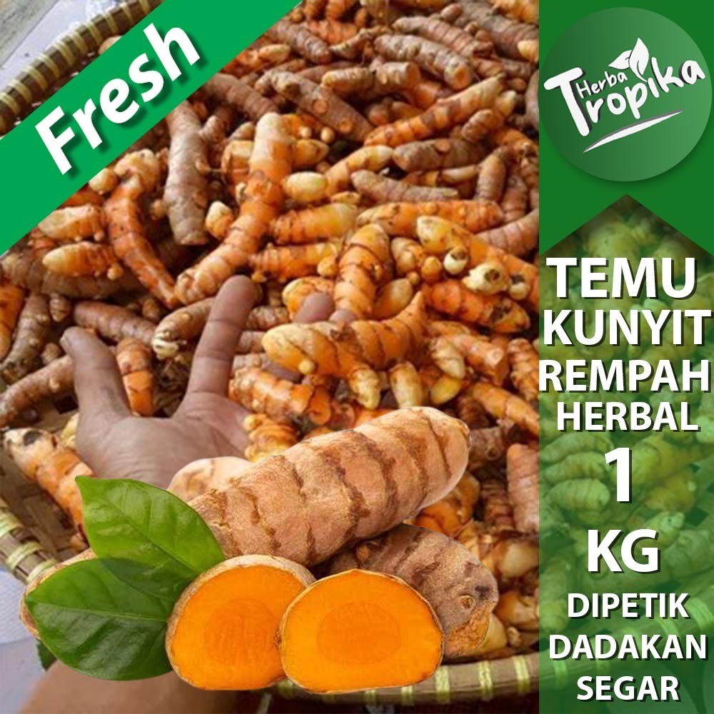 

Temu/Kunyit Segar 1 kg rempah dan herbal alami toko herba tropika