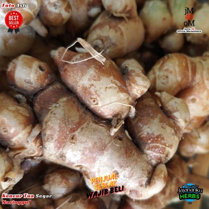 

Kencur Segar 1kg Tua Hasil Cuci Ukuran Kencur Campur Cikur Fresh Bergaransi Uang Kembali Jika Busuk