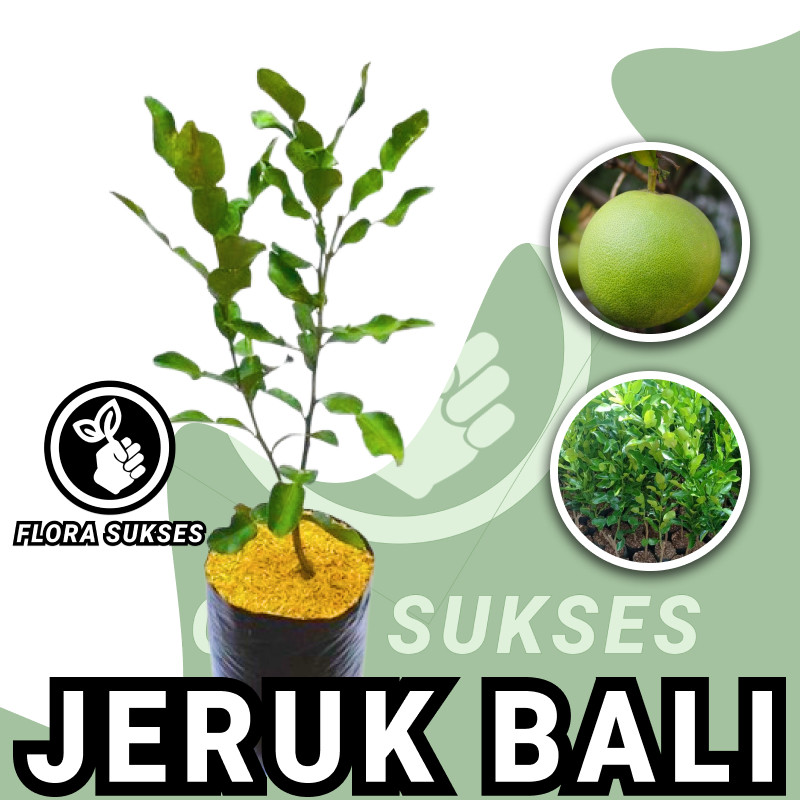 Bibit Tanaman Jeruk Bali Okulasi Bibit Jeruk Bali