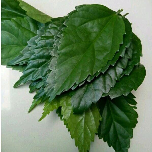 

Daun Bunga Sepatu/Wera Segar 1 Kg Asli Herbal Alami