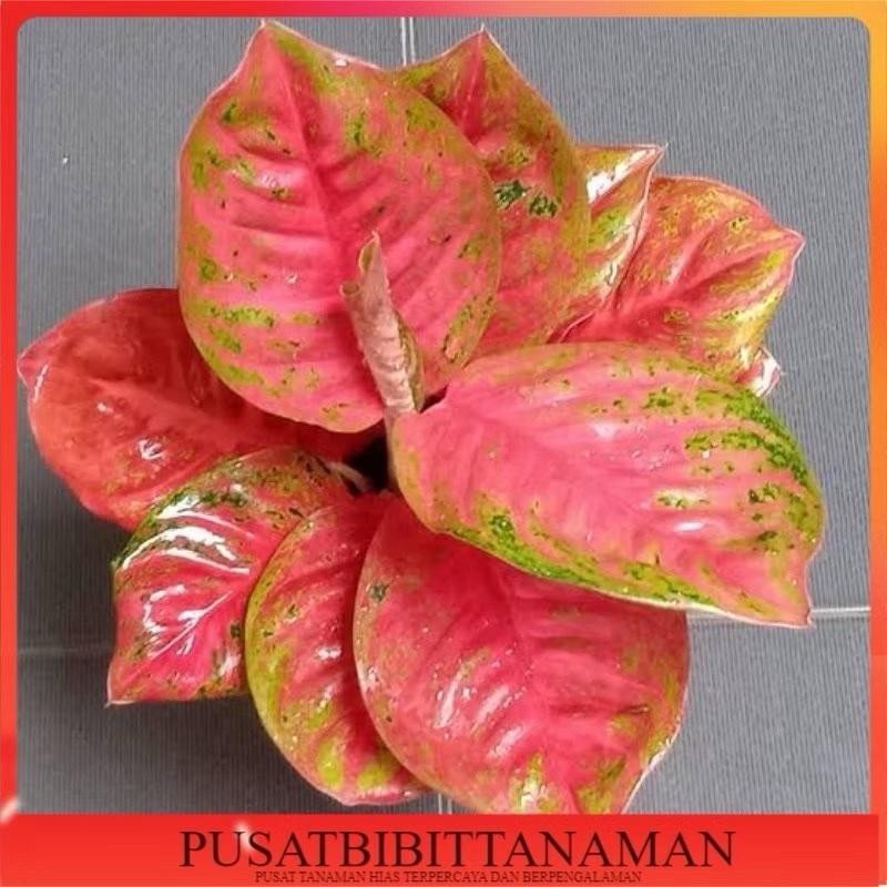 Bonggol Aglonema Wulandari