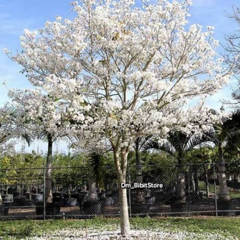 Bibit Pohon Tabebuya Putih Siap Tanam | Bibit Bunga Tabebuya Putih