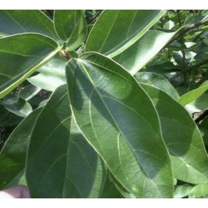 

Daun cincau segar 250 gram fresh 188 Herbal COD