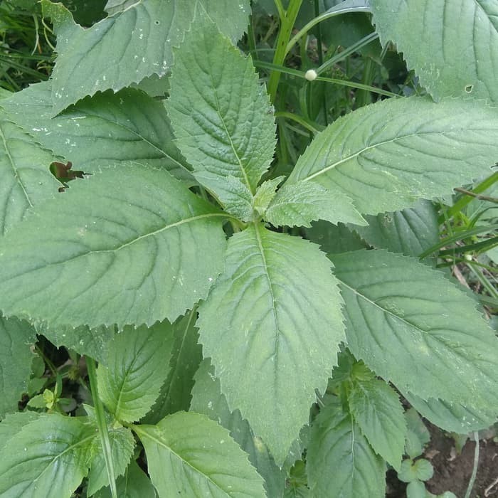 

DAUN Sintrong Segar 1 Kg