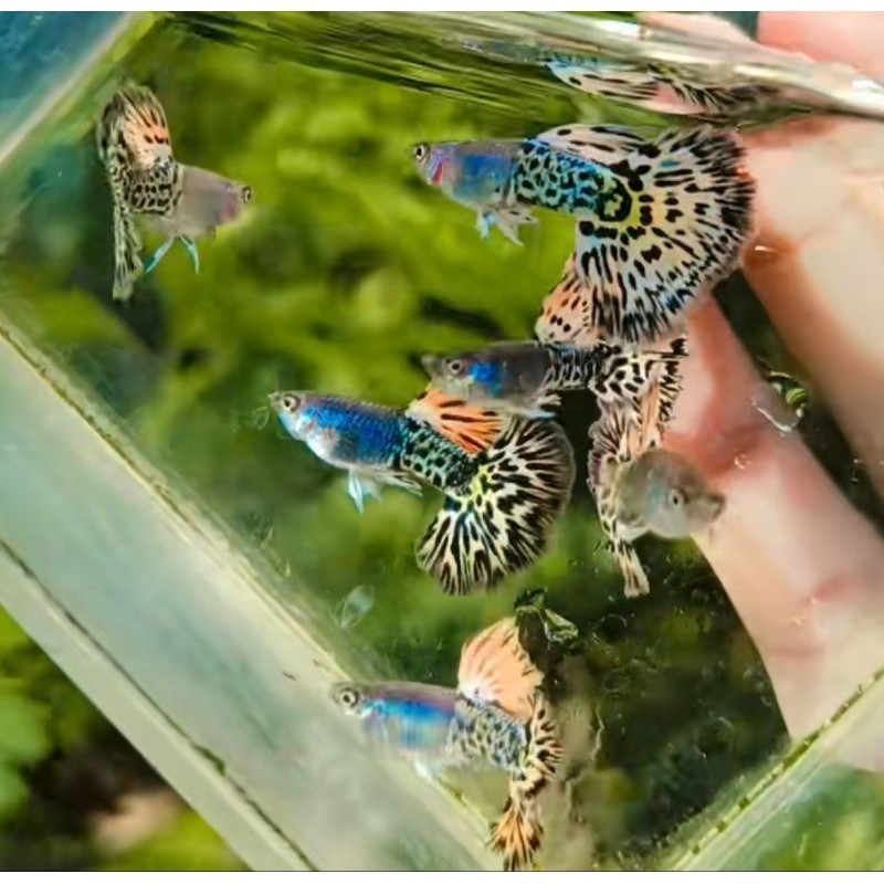 HIASAN AQUARIUM VVIP SEPASANG GUPPY PLATINUM LEOPARD LINE VIETNAM