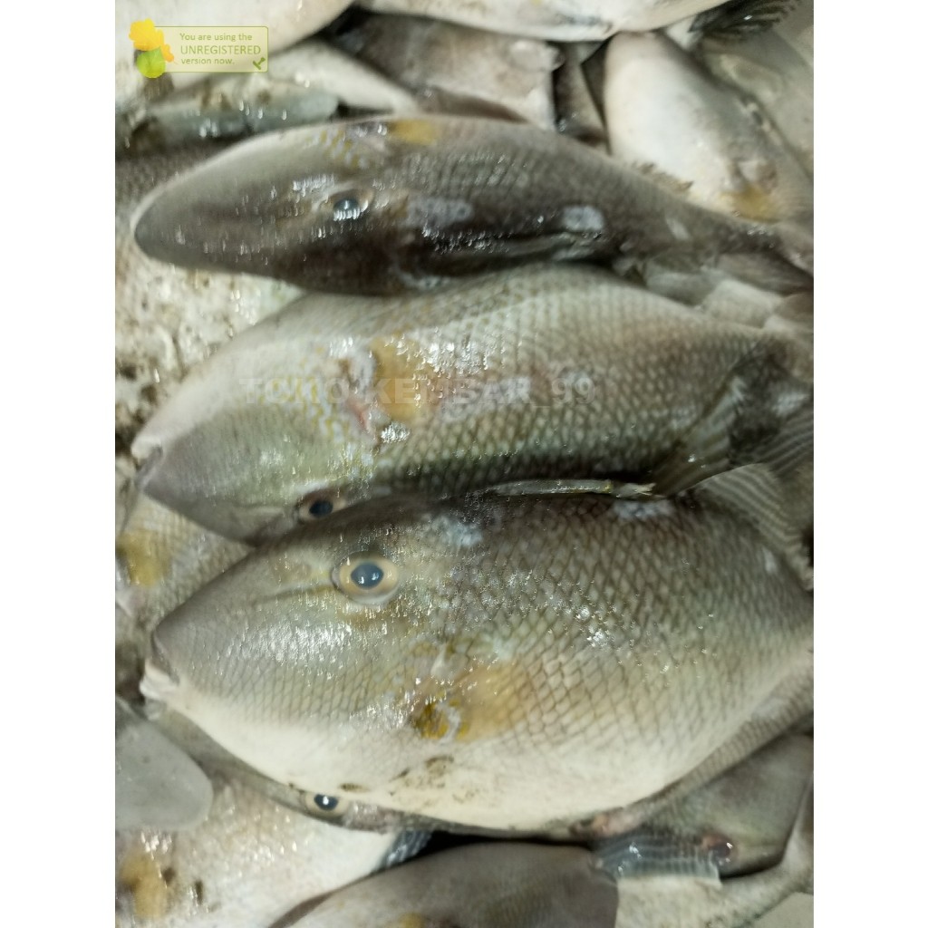 

Ikan Segar 1Kg Ikan Etong IKan Pogot Ikan Ayam Ayam