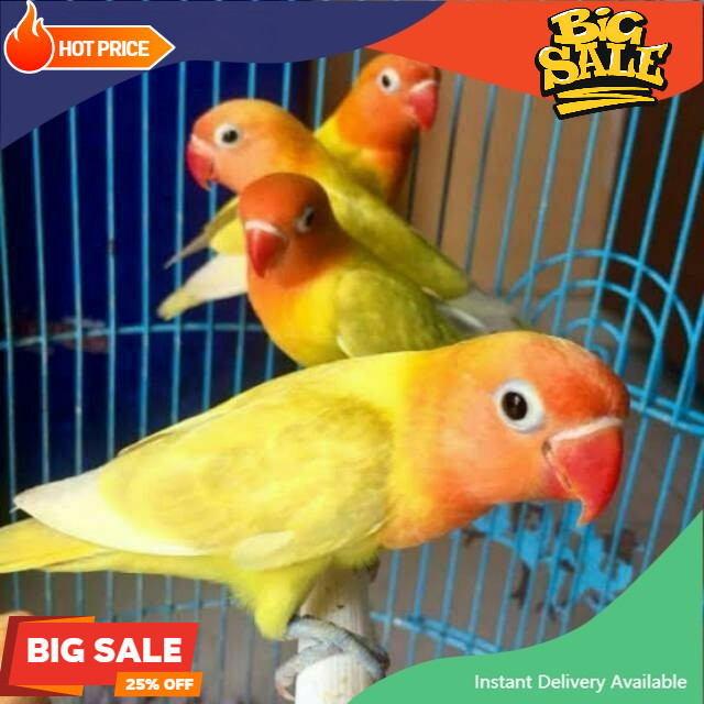 Lovebird paskun (pastel kuning) burung love bird