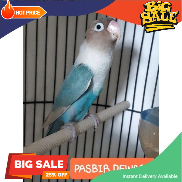 Lovebird pasbir (pastel biru) burung love bird blue ice