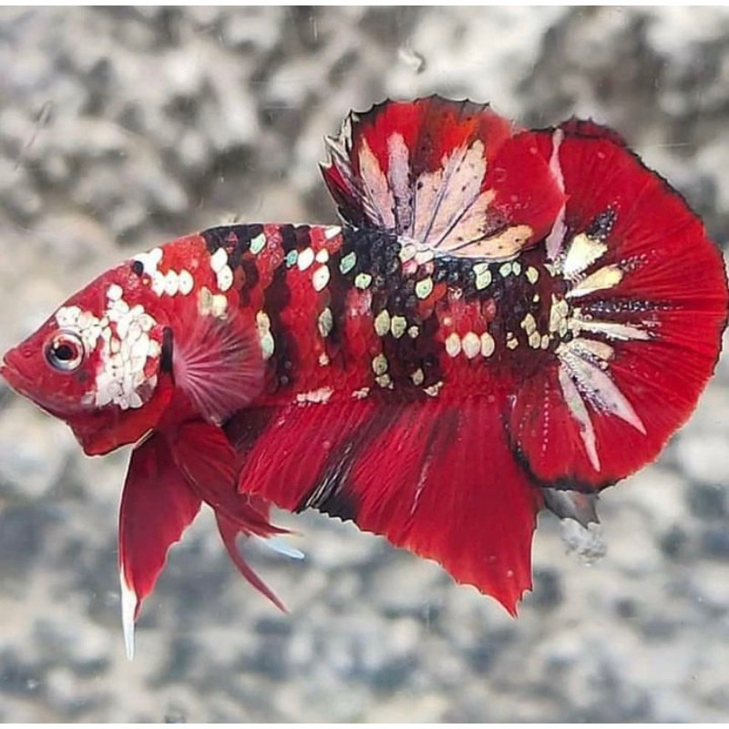 

stiker anomali cupang red koi gold pilihan terbaik grade A