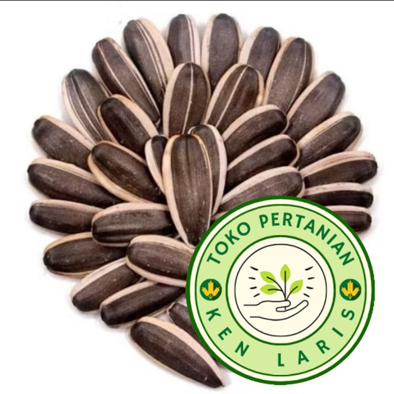 GROSIRAN BIJI BUNGA MATAHARI JUMBO KWACI KESUKAAN PARROT BISA JUGA DI TANAM