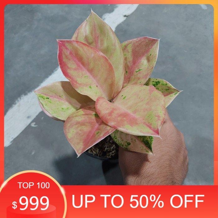 Aglonema Emerald Pink - Aglo - Aglonema Termurah