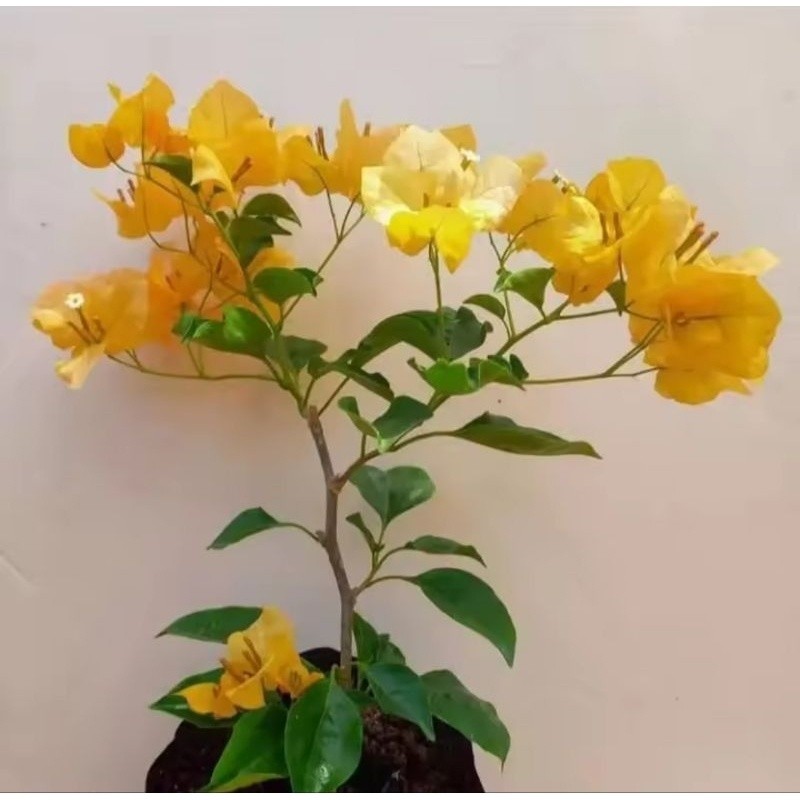 Tanaman hias bougenville monalisa kuning - bougenville bunga kuning