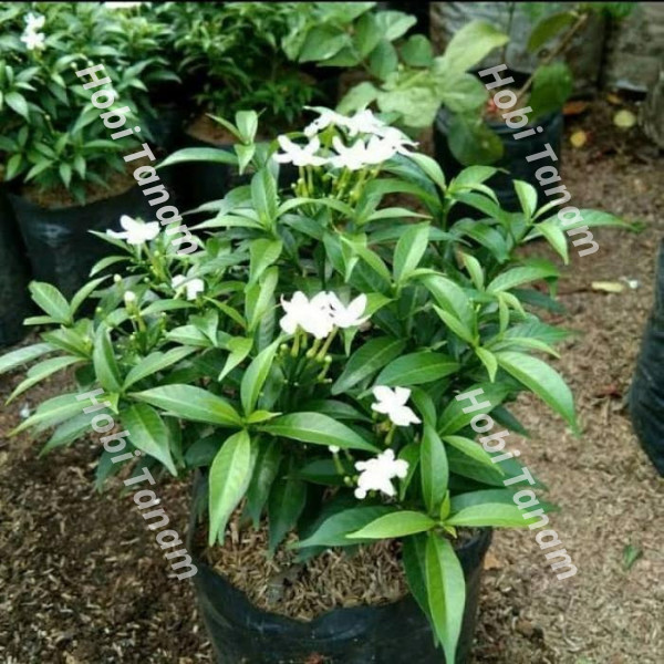 spesial bibit bunga Rombusa Mini HIjau Bibit Rombusa Mini bibit Rombusa Hijau bunga Rombusa Hijau ta