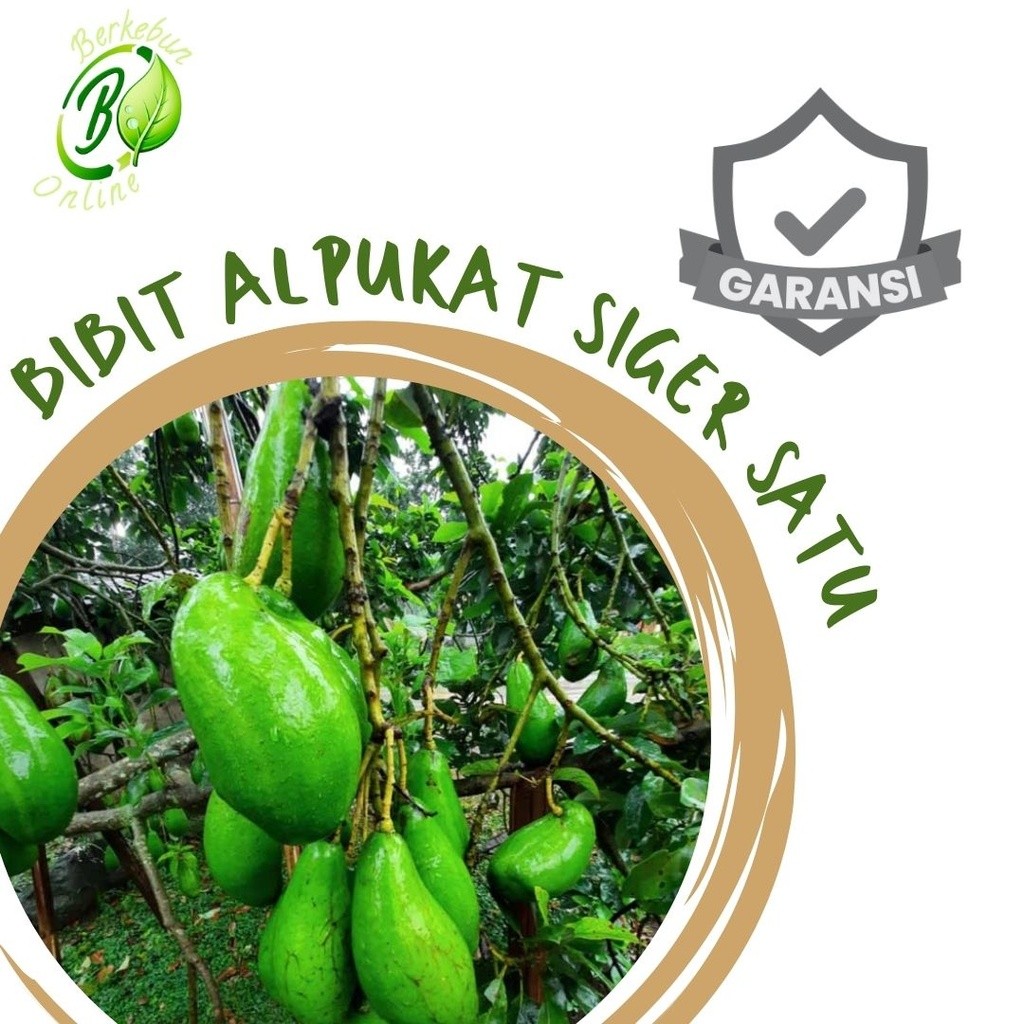 Bibit Alpukat Siger 1 Lampung Siger Mas Sibatu Siap Tanam Alpokat Siger Lampung Alpukat Siger