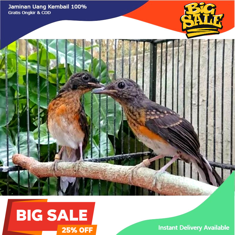 Murai Batu Ring Trah prestasi