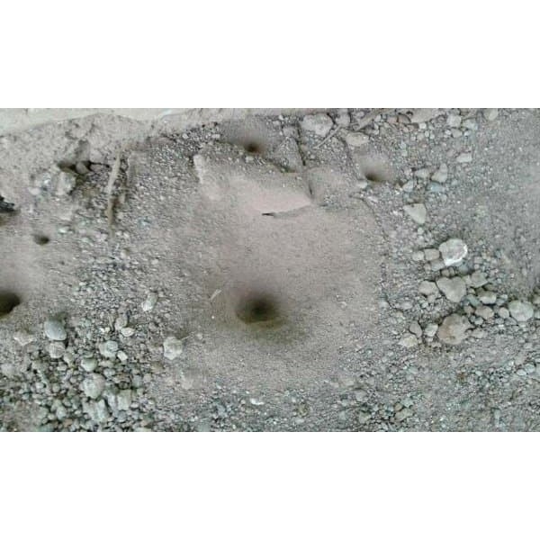 

Undur undur (masih hidup)per 1ekor