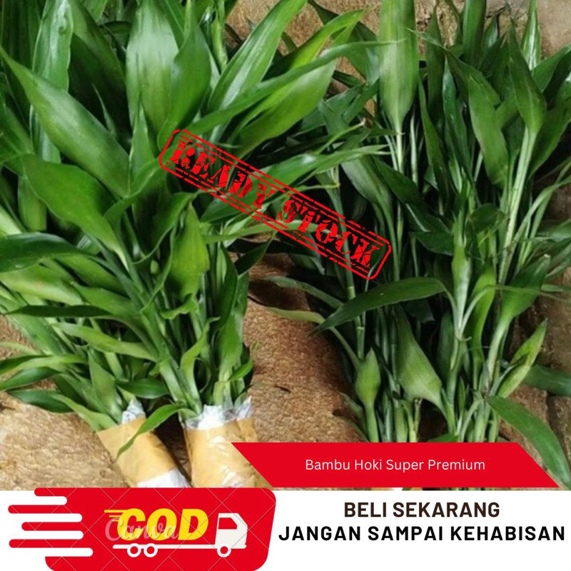 

Suryaman_Jaya Tanaman Hias Bambu Hoki-Bambu Hoki Siap tanam