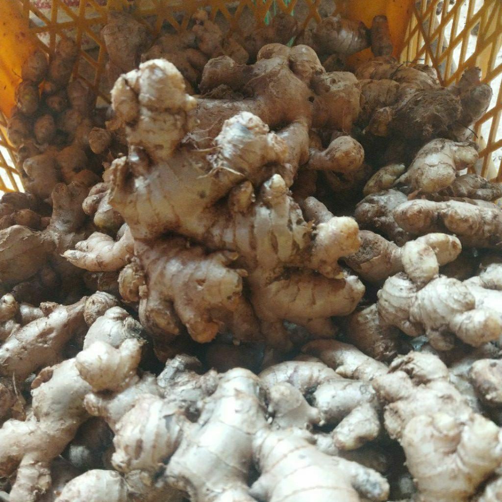 

Jahe Emprit Segar 1kg – Pedas Varietas Paris Lokal Besar | Wedang, Susu Jahe, Jamu