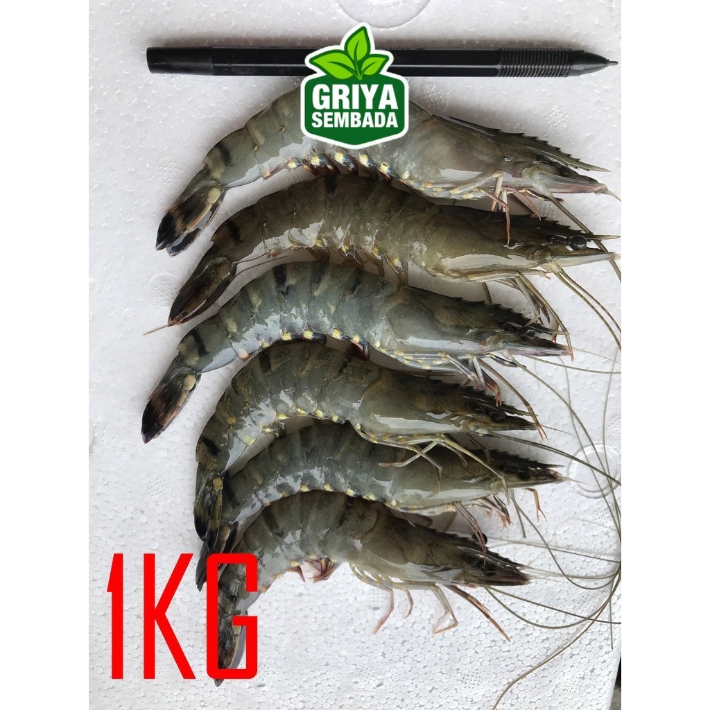 

Udang Pancet Segar 50-60 1KG Griya Sembada